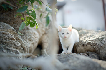 春、活発になり始める白い仔猫