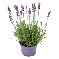 Obraz premium Lavandula hidcote in pot isolated on transparent background