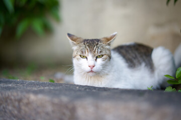 春、リラックスする野良猫