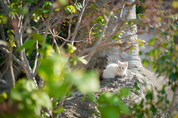 春、白い仔猫がいる風景