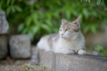 春、リラックスする野良猫