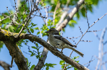 beautiful bird close-up in natural conditions on a spring day