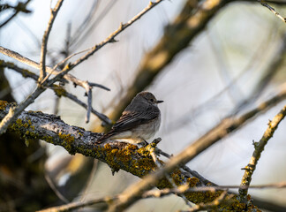 beautiful bird close-up in natural conditions on a spring day