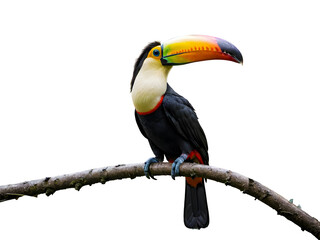 Obraz premium Toucan sitting on a branch isolated on white background