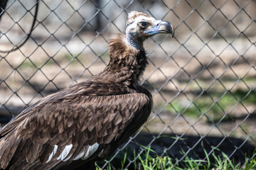 black vulture close-up hunting in natural conditions