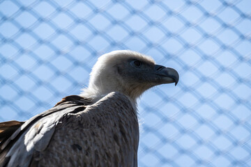 black vulture close-up hunting in natural conditions