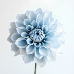 Pale Blue Dahlia Flower Against Clean White
