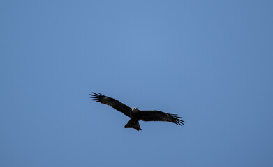 Obraz premium black kite close-up hunting in natural conditions
