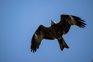 black kite close-up hunting in natural conditions
