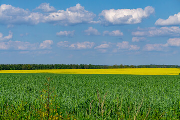 Idyllic rural landscape featuring a green grain field in the foreground, a vibrant yellow rapeseed field in the middle, and a distant tree line under a sky with fluffy white clouds. A peaceful nature 