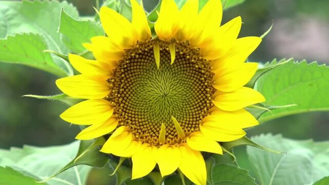 Time lapse of sunflower blooming and sunflowers garden. Generative AI.