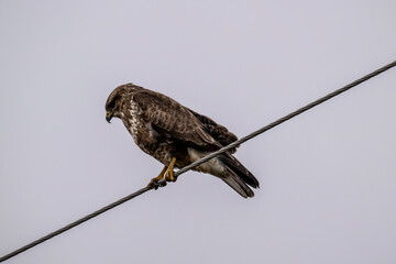 black kite close-up hunting in natural conditions