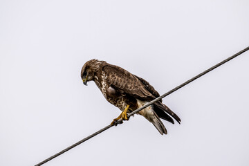 black kite close-up hunting in natural conditions
