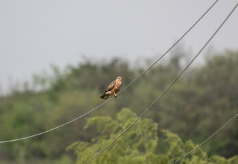 black kite close-up hunting in natural conditions