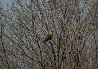 black kite close-up hunting in natural conditions
