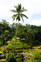 Obraz premium Beautiful rice terraces in Tegalalang in Bali, Indonesia. This was on a bright sunny day and the sight was truly breath taking. There was lots of traditional farming methods to be seen here.