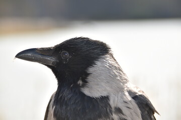 This is a crow in nature in sunny spring day. You can see only the head of the bird in this picture. 
