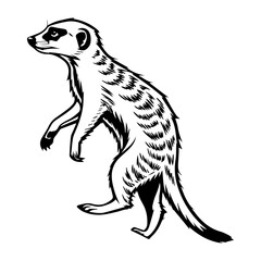 Alert Meerkat