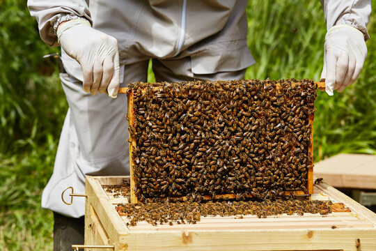 beekeeper working on a beehive