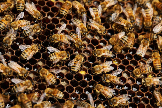 bees on honeycomb