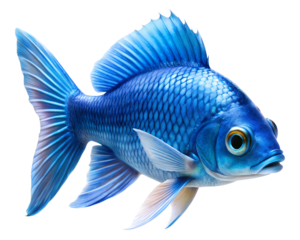 blue color fish  isolated on white background. PNG transparent