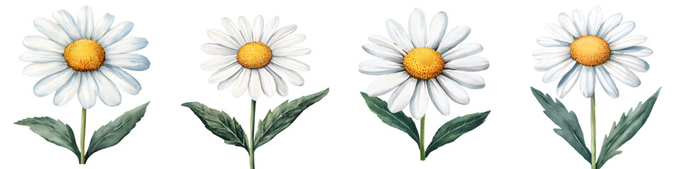 Naklejka premium Beautiful white daisies in a natural setting.