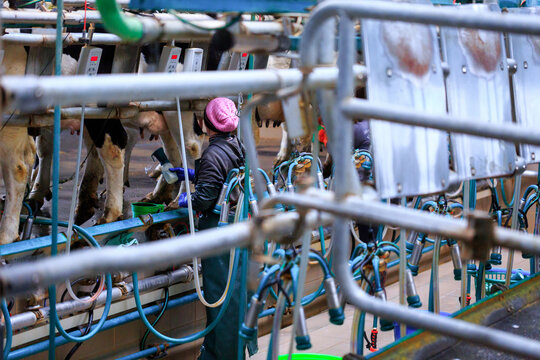 Automated dairy farm milking parlor where cows are being milked using specialized milking machines. A worker monitors the process amid hoses, pipes, and dairy equipment