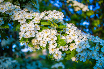 flowering hawthorn, medicinal plant, used in medicine