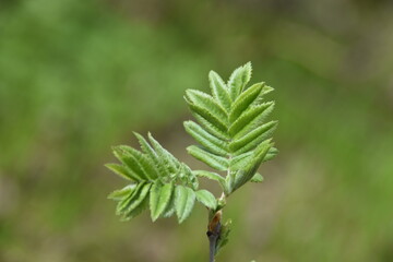 These are fresh little rowan leaves in nature in sunny spring day. 