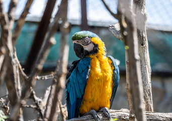 beautiful parrot close-up against a green background in natural conditions