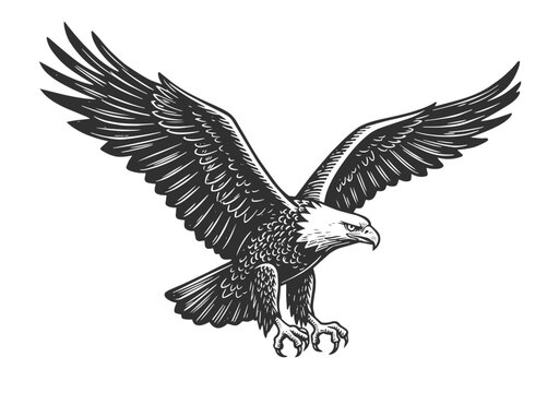 Bald eagle soaring in air monochrome illustration. Isolated, vector of eagle engraving style