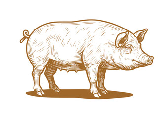 Sketch pig. Hand-drawn vector illustration