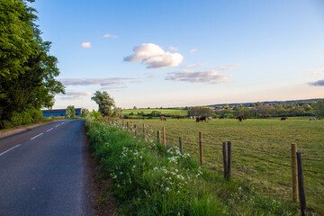 country road in the countryside, sky and cows grazing in the field