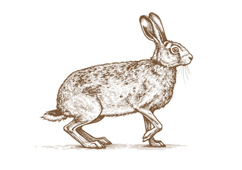 rabbit sketch. Vintage retro print, black white wild hare, rabbit drawing, sketch ink pencil draw, engrave old school style. Sketch artwork silhouette wild hare rabbit. Vector Illustration