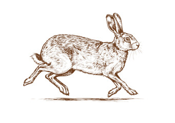 rabbit sketch. Vintage retro print, black white wild hare, rabbit drawing, sketch ink pencil draw, engrave old school style. Sketch artwork silhouette wild hare rabbit. Vector Illustration © bow
