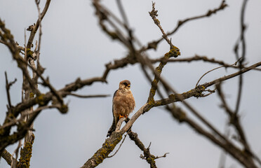 common kestrel close-up against a green background in natural conditions