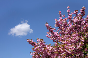 Cerisier du Japon aux fleurs roses et jeunes feuilles au printemps sur fond de ciel bleu azur et nuage blanc.
