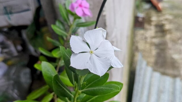 A beautiful closeup of catharanthus rose, white periwinkle, madagascar periwinkle flower