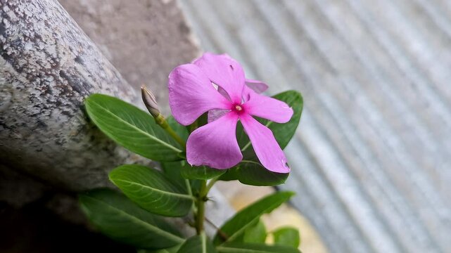 A beautiful closeup of catharanthus rose, pink periwinkle, madagascar periwinkle flower