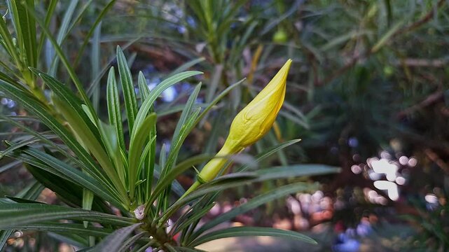 A closeup of Kaner, lucky nut, yellow oleander or milk bush flower swaying in wind at house garden