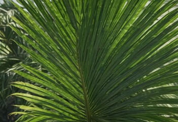 Obraz premium Vibrant green palm leaf, sharp focus, sunlit texture , botany, fresh, organic