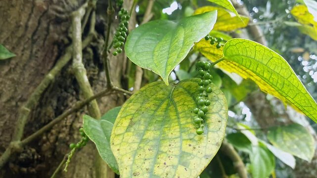 Macro closeup of unripe green black pepper or Piper nigrum hanging among vine leaves during winter