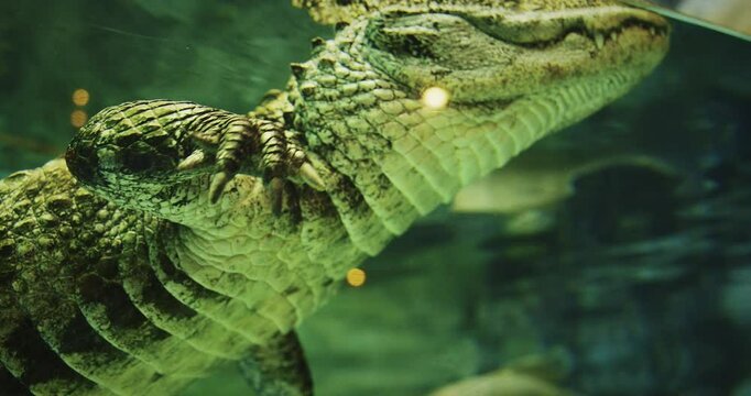 Shanghai, China. Chinese Alligator Swimming In Shanghai Ocean Aquarium. Crocodilian Endemic To China. Young Chinese Alligator, Close-up View. Its Armored Scales Gleaming