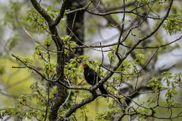 blackbird sings in the spring forest sitting on a branch