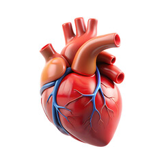 3d human heart anatomy isolated on transparent background.