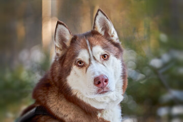 Ginger Siberian Husky with Amber Eyes – Majestic Winter Forest Portrait, cute Dog on a Snowy Walk
