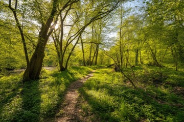 Naklejka premium Sunlit forest path through vibrant greenery