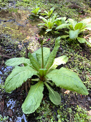 まだ咲き誇っていないクリンソウ
