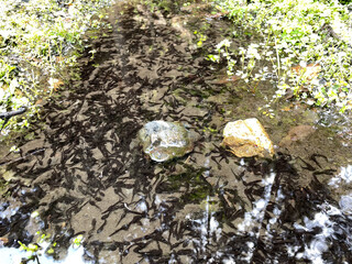 Obraz premium おたまじゃくしの群れる水たまり