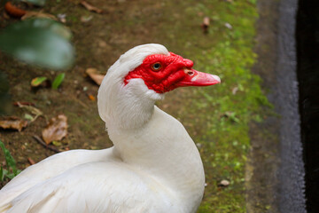 muscovy duck, duck, beak, waterfowl, feather, domestic, farm, bird, white, agriculture, fowl, wild, poultry, wings, wildlife, feathers, animal, nature, water, grass, birds, animals, neck, head, green,